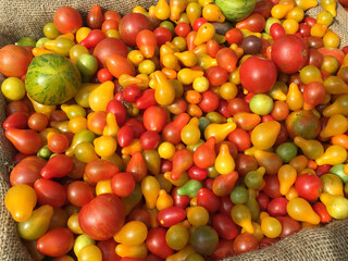 Mixed tomatoes