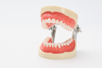 Plastic model of an open jaw on a white background