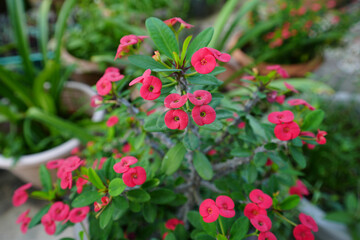 Close-up Red euphorbia milii , Crown of Thorns