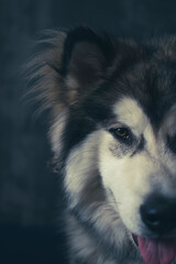 Dark indoor portrait of a dog. Smiling white snout, black wet nose, brown lovely eyes and furry ears. Selective focus on the details, blurred background.