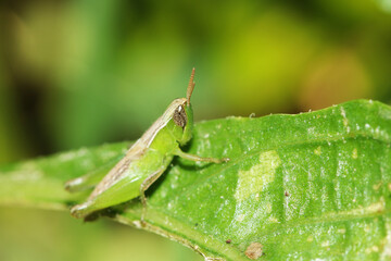 A green grasshopper on a leaf