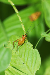 A cricket on a leaf
