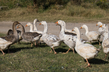 a flock of geese in the poultry farm