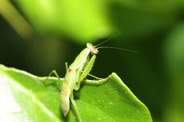 A green grasshopper on a leaf