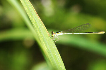 A dragonfly on a leaf