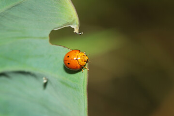 A red ladybug on a leaf