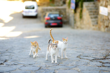 Wild cats on the streets of the medieval Phicardou (Fikardou) village, Cyprus.