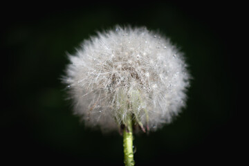 Dandelion fluffy (white) on a black background.
