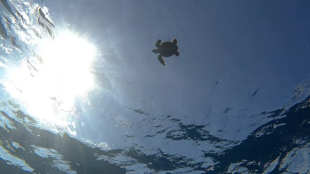 Baby Loggerhead turtle in open ocean, slow motion