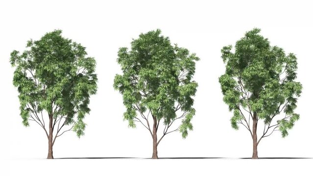 Isolated realistic Prosopis tree on the wind, White background with transparent cut-out animation and alpha channel.3d rendering with id pass