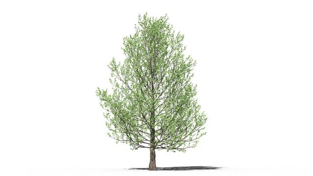 Growing trees on a white background 3D animation growth grow from small to large, Acerifolia trees animate in the wind on white background with alpha matt 3D virtual tree. Separated with alpha channel