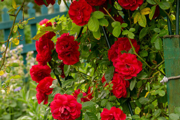 Fototapeta na wymiar Red climbing rose bush