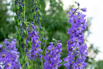 Violet Delphinium flowers