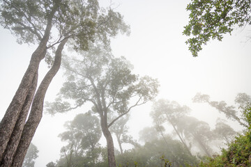 Tropical forest trees and fog