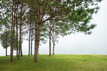 Pine trees, green lawn and mist