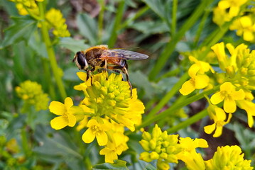 bee on yellow flower