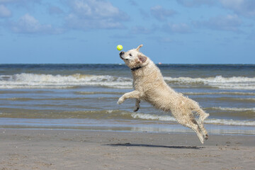 Labrador retriever at the beach jumping for tennis ball and having fun