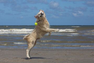 Labrador retriever at the beach jumping for tennis ball having fun with a funny face