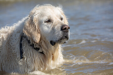 Labrador retriever wearing dog collar standing in the sea and having a serious look