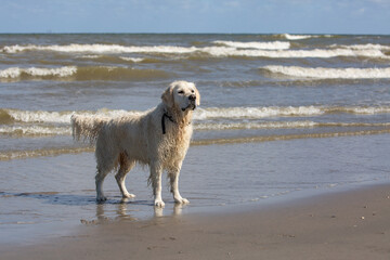 Labrador retriever wearing a dog collar standing on the beach