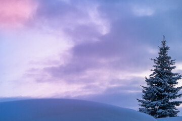 Snowdrifts and a Christmas tree at sunset. Beautiful landscape.