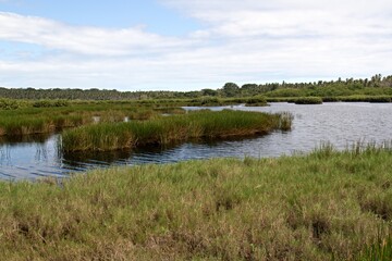 View of wetlands near Icacos town, Cedros Swamp. Trinidad and Tobago.