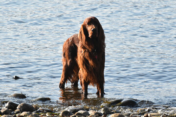 cane in acqua; dog in the water