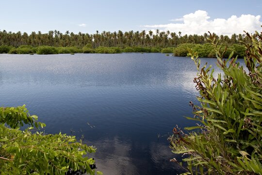 View of wetlands near Icacos town, Cedros Swamp. Trinidad and Tobago.