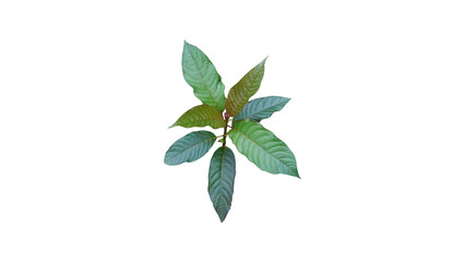 Isolated green hut on white background, healthy herbs (with clipping path)