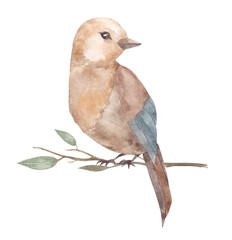 Watercolor illustration with a bird on a branch on a white background