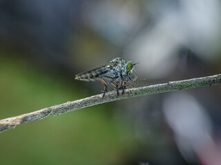 The Asilidae are the robber fly family, also called assassin flies. They are powerfully built,...