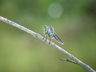 The Asilidae are the robber fly family, also called assassin flies. They are powerfully built, bristly flies with a short, stout proboscis enclosing the sharp, sucking hypopharynx.[1][2] The name 