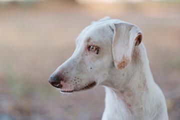 Retrato de Perro con garrapata en el ojo