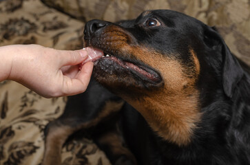 The female Rottweiler carefully takes a piece of meat from the female's hand.