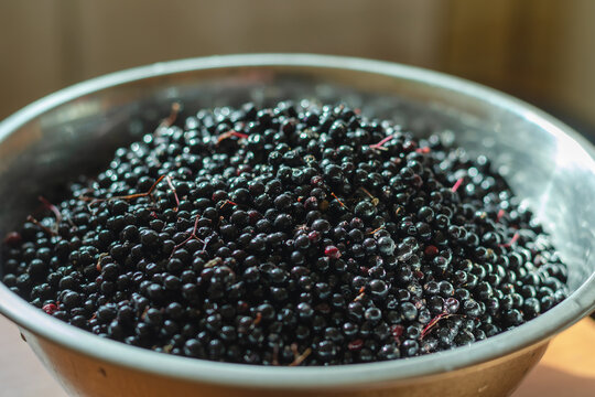 Ripe black elderberries. Sambucus nigra in a metal bowl.