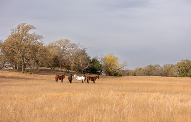 Mustangs Sanctuary