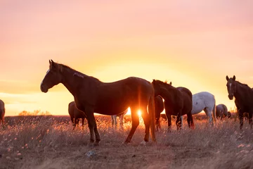 Gordijnen Mustangs Sanctuary  © Terri Cage 