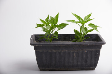Obraz premium chilli Plant growth on the soil