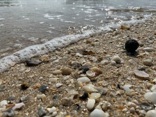 shells on the beach