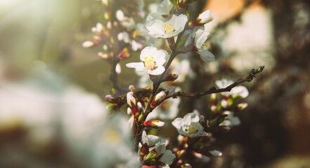 The first spring flowers of blooming cherry - sakura. Background for the spring season. Warm spring day in the garden. Slow living. Copy space