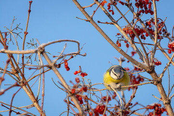 Blue tit with a blue head.