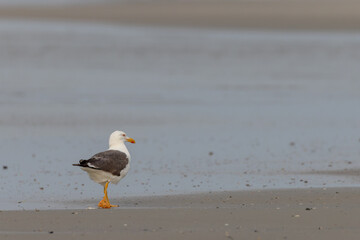 Lesser black-backed gull (Larus fuscus) at the beach of Juist, East Frisian Islands, Germany.