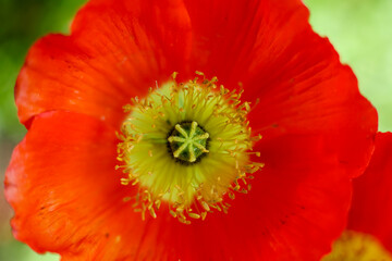 An  orange Iceland Poppy ; frontal view ; close up