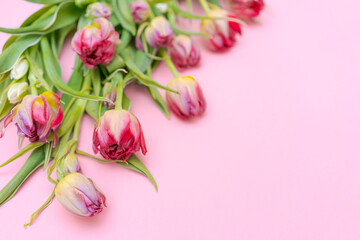 Tulips. Timelapse bright pink striped colorful tulips flower bloom on pink background. Tulip Cub...