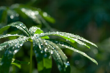Beautiful green leaves with water dew. Dark green nature background with fresh green leaves