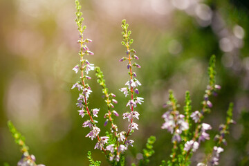 Flowering plants on field in sun light, heather background