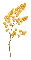 Mimosa yellow spring flowers set, Watercolor hand drawn illustration isolated on white background.