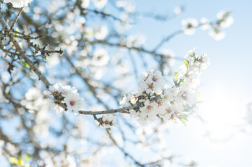 mandelblüte im frühling auf ibiza im sonnenschein