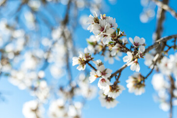 mandelblüte im frühling auf ibiza im sonnenschein