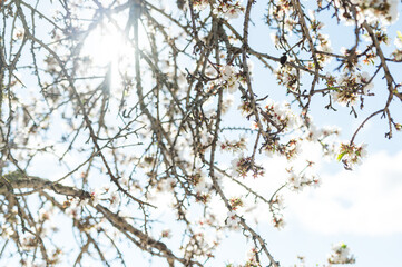 mandelblüte im frühling auf ibiza im sonnenschein